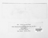 Caeoma luminatum image